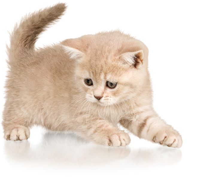  White Kitten 